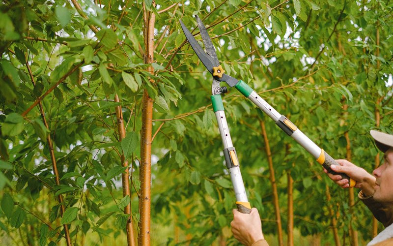 Tree trimming in Seminole, OK